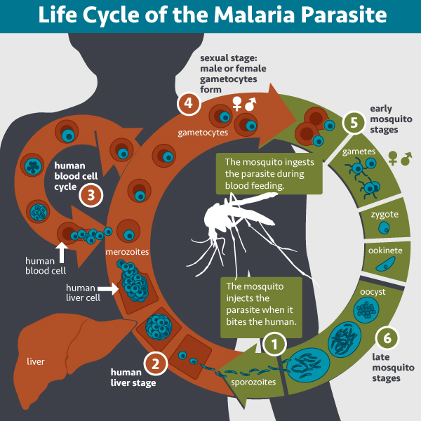Life_Cycle_of_the_Malaria_Parasite_(20771605491).jpg