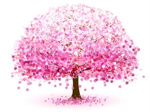 Flowering cherry tree.jpg