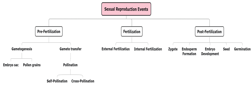 Sexual Reproduction Events 1x.png