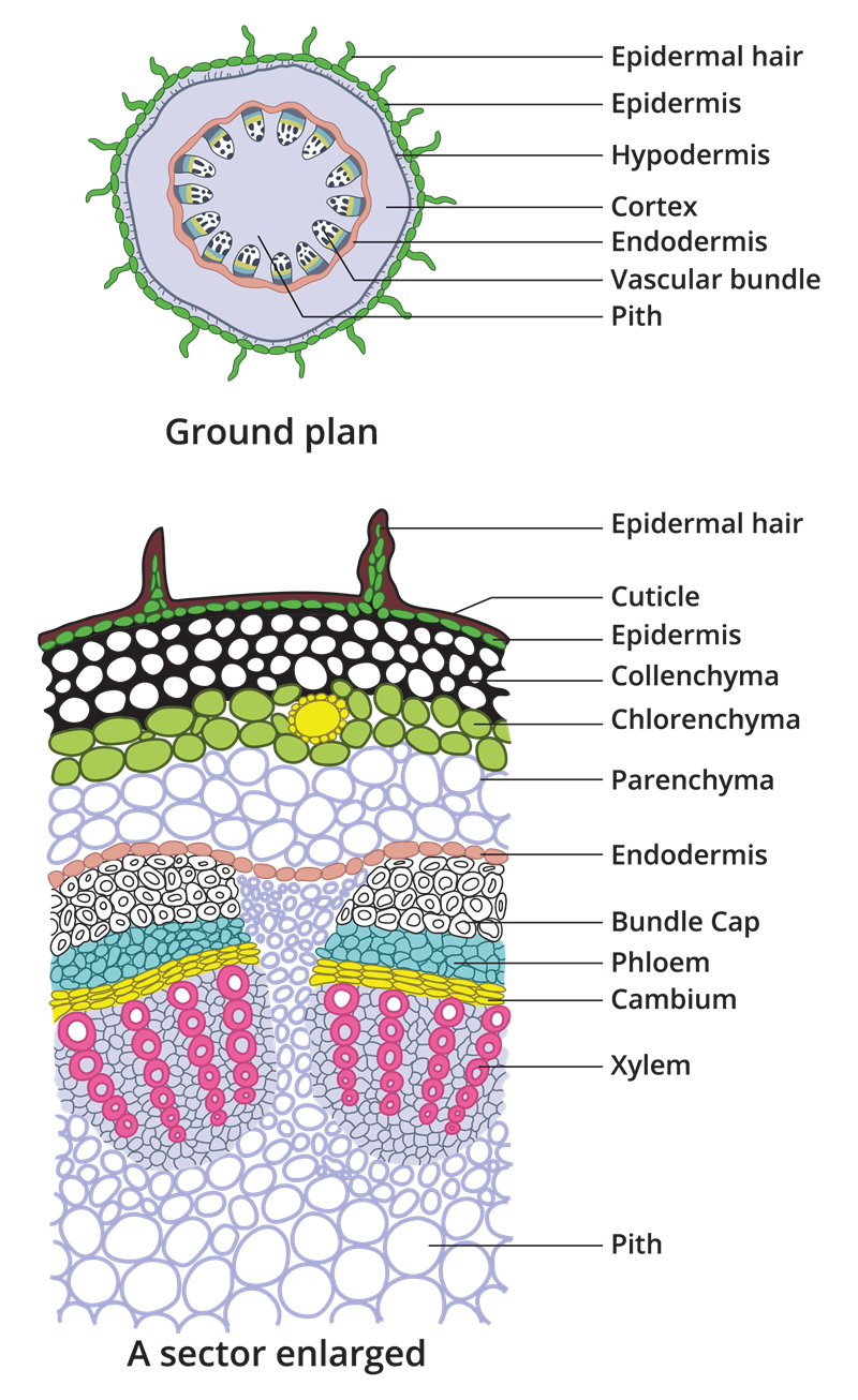 Internal Structure Of Dicot Stem Sunflower — Lesson Science State Board Class 10