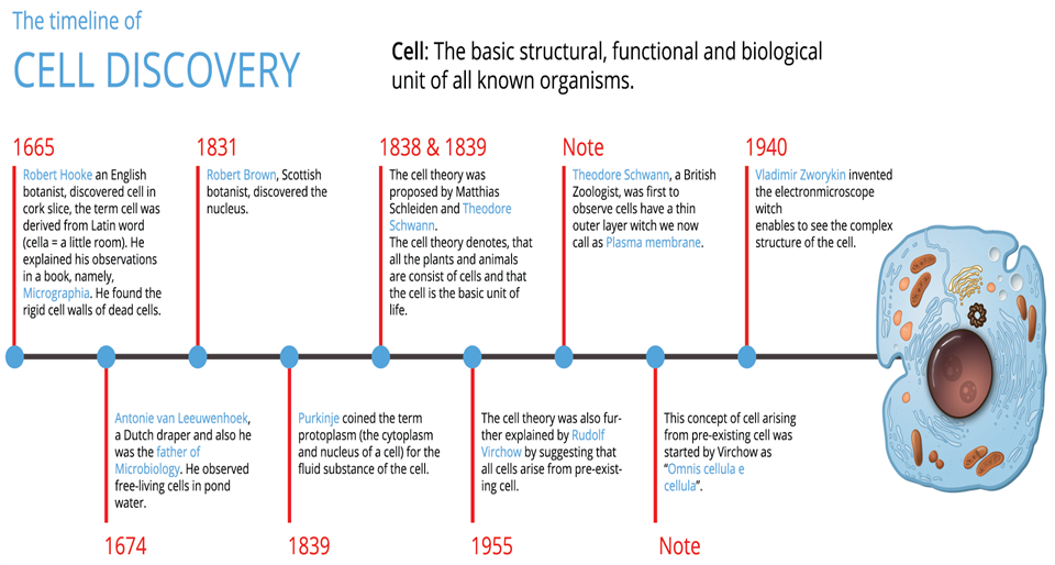 Cell Theory Timeline Activity Cell Theory Create A Timeline Theories ...