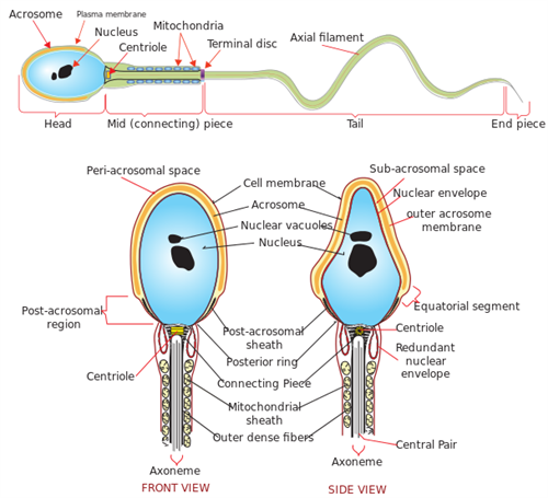 608px-Complete_diagram_of_a_human_spermatozoa_en.svg.png