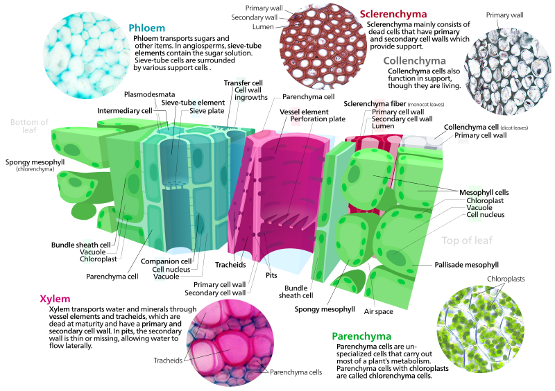 800px-Plant_cell_types.svg.png
