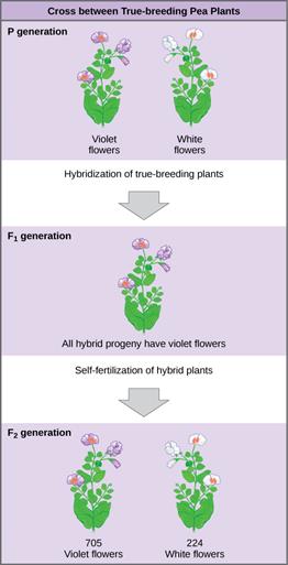 Figure_12_01_02.jpg