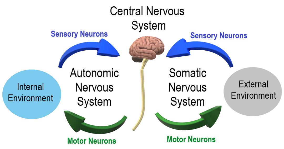Classification of nervous system autonomic nervous system — lesson