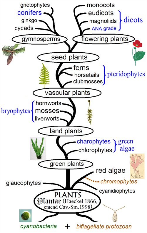 Plant_phylogeny (1).png