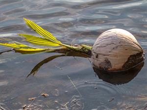 shutterstock_1133680244_sprouted coconut floats_ kokosrieksts ar dzinumiem.jpg