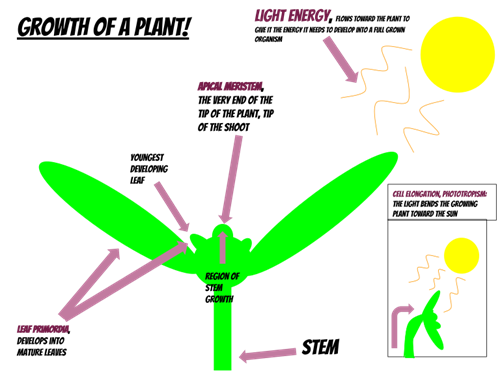 768px-Growth_of_a_Plant.svg.png