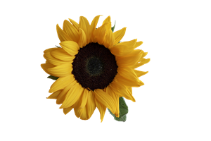 sunflower-3289333_1280.png