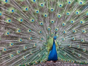 peacock-414391_1280.jpg