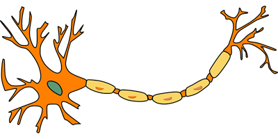 neuron-296581_1280.png