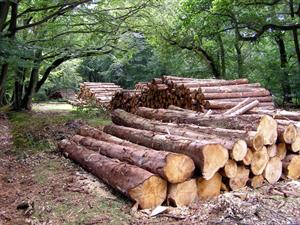 Timber_stacks_on_Beechen_Lane,_New_Forest_-_geograph.org.uk_-_210787.jpg