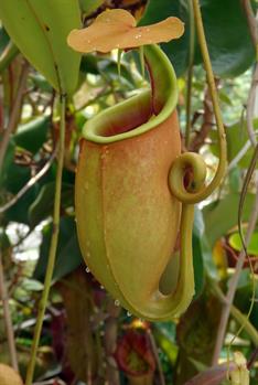 pitcher-plant-3362417_1920.jpg