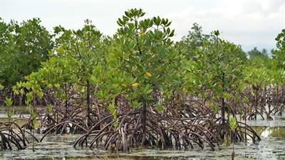 mangrove-trees-4901145_1920.jpg