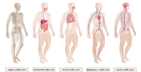 YCIND20220816_4262_Human organ systems_15 (1).jpg