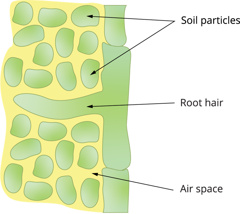 The process of respiration in plants — lesson. Science CBSE, Class 7.