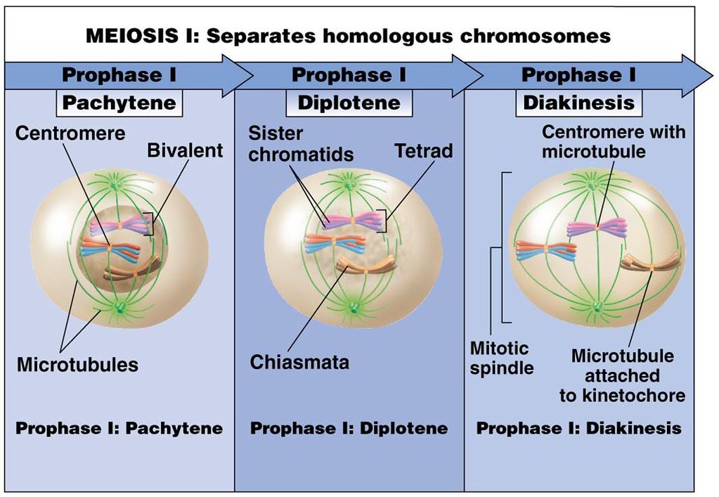 Meiosis I — lesson. Science State Board, Class 9.