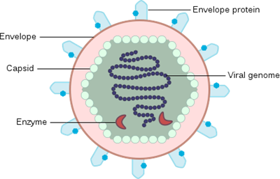 446px-Basic_Scheme_of_Virus_en.svg.png