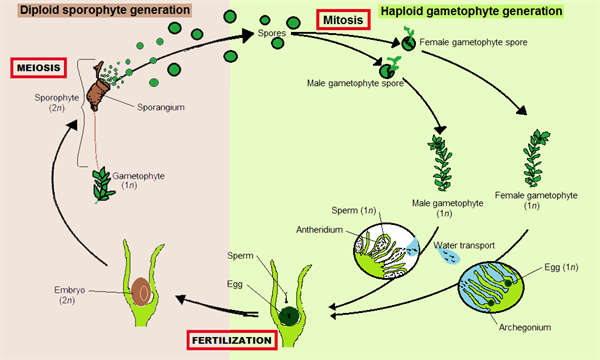 Moss_alternation_of_generations_03-2012.png