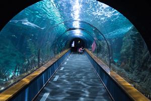 shark-tunnel-473012_1280.jpg