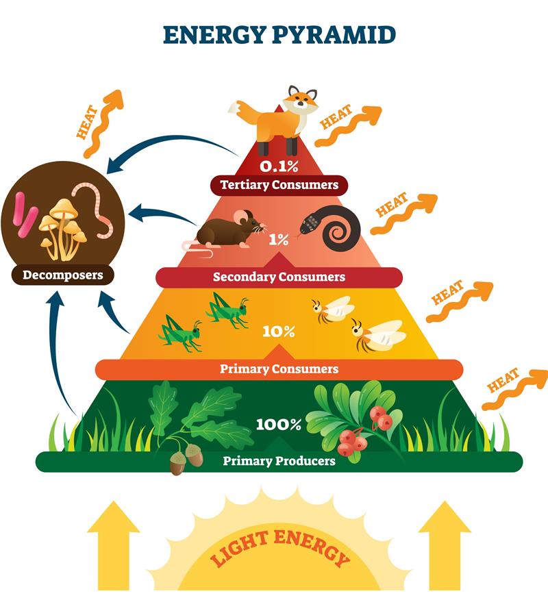 trophic-level-and-food-web-lesson-science-state-board-class-6