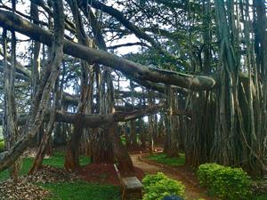 Big_Banyan_Tree_at_Bangalore.jpg