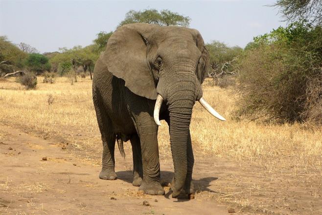 elephant-114543_1280.jpg