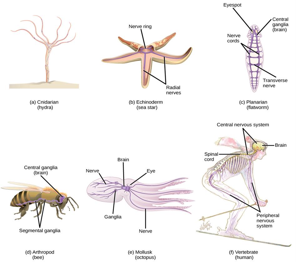 Classification of nervous system - CNS and PNS — lesson. Science CBSE