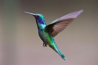 hummingbird-2139279_1280.jpg