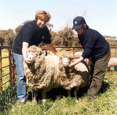 605px-CSIRO_ScienceImage_1953_Difference_Between_Transgenic_Sheep_and_Normal.jpg