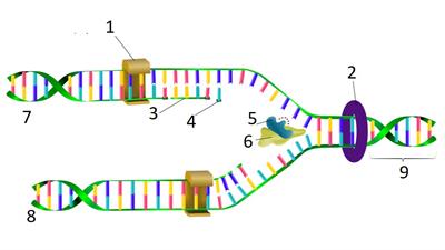 DNA replication que.jpg