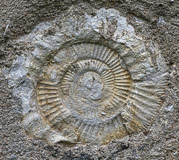 Types of fossils — lesson. Science CBSE, Class 10.