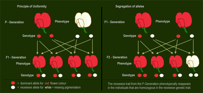 800px-Dominant-recessive_inheritance_-_flowers_of_pea_plants.png