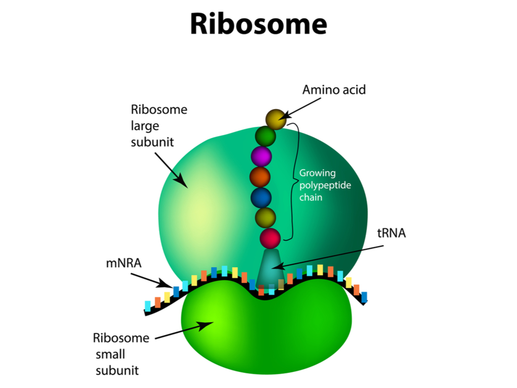 Ribosomes — lesson. Science CBSE, Class 9.