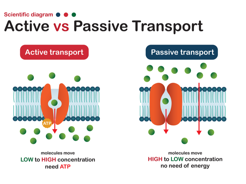 Transport across membrane — lesson. Science CBSE, Class 9.