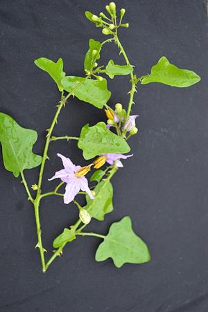 Solanum_trilobatum.jpg