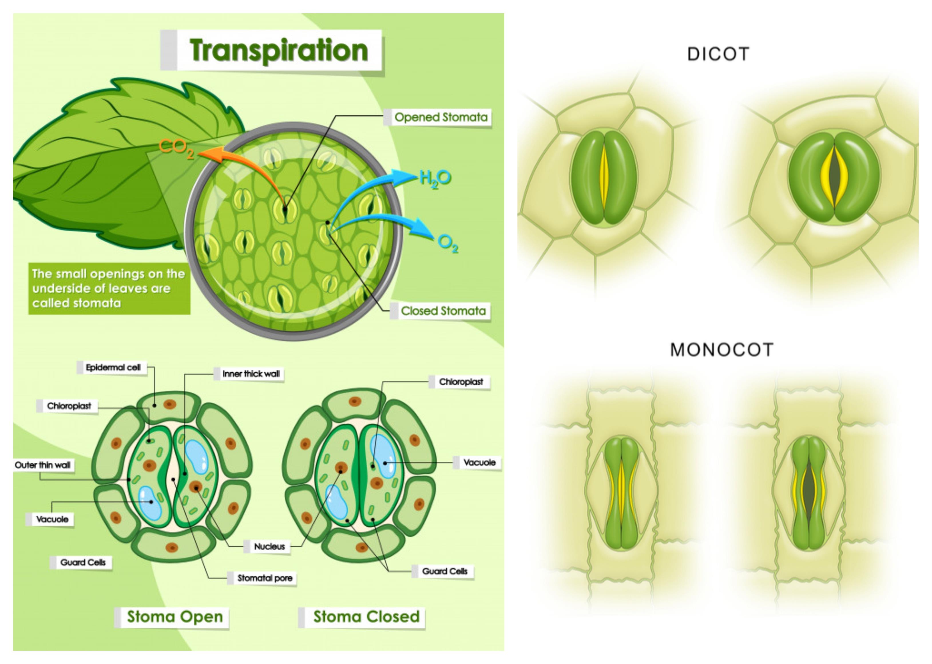 Tissue System — Lesson Science State Board Class 10