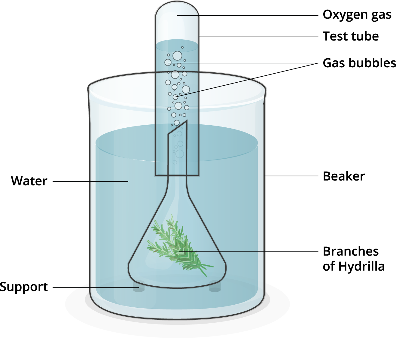 photosynthesis experiment set up