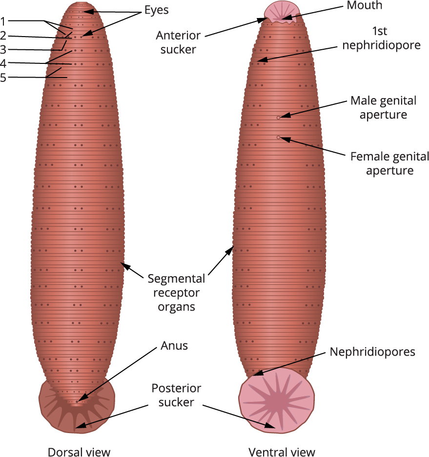 External morphology of leech — lesson. Science State Board, Class 10.