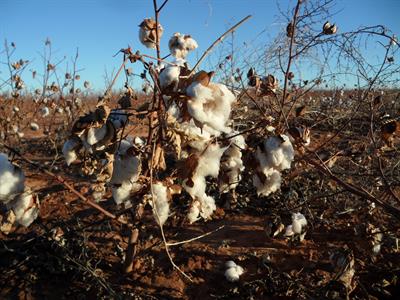 cotton-pods-nature-soft-textile-175477.jpg