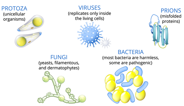 shutterstock1862204014infectiousagents.png