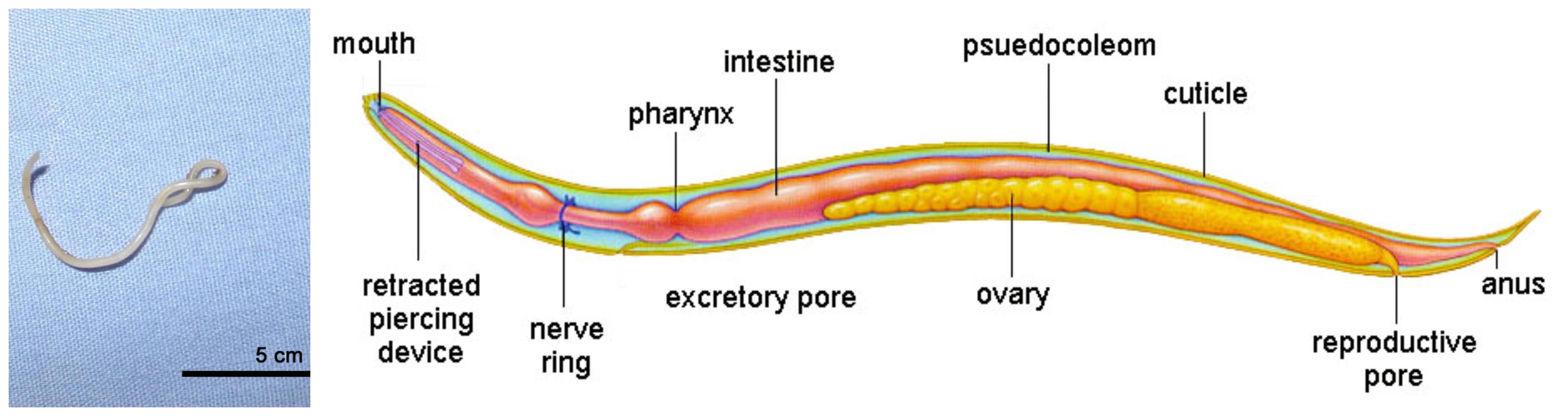 Nervous system in different organisms I — lesson. Science CBSE, Class 10.