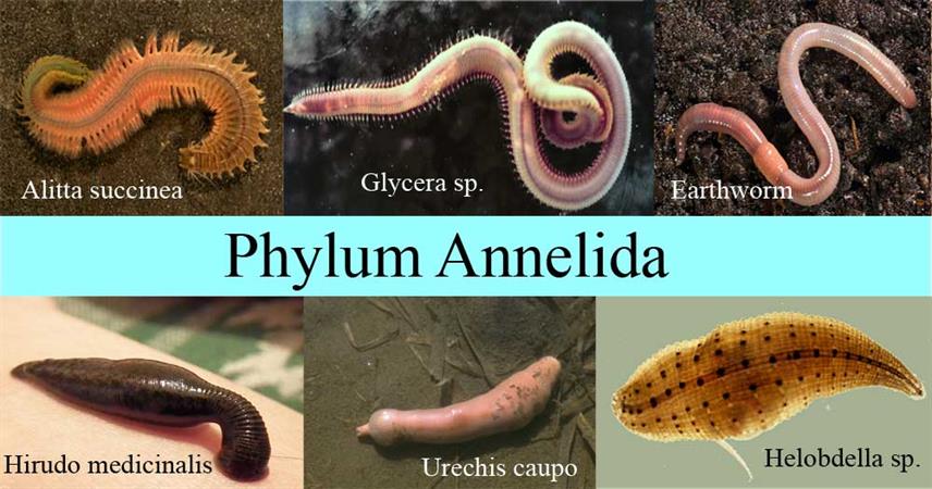 Non-chordates: Annelida, Arthropoda, Molluscs, and Echinoderms — lesson