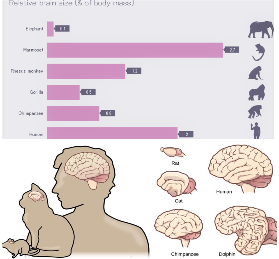 Human nervous system - introduction — lesson. Science CBSE, Class 10.