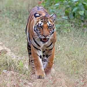 600px-Bengal_tiger_(Panthera_tigris_tigris)_female_2.jpg