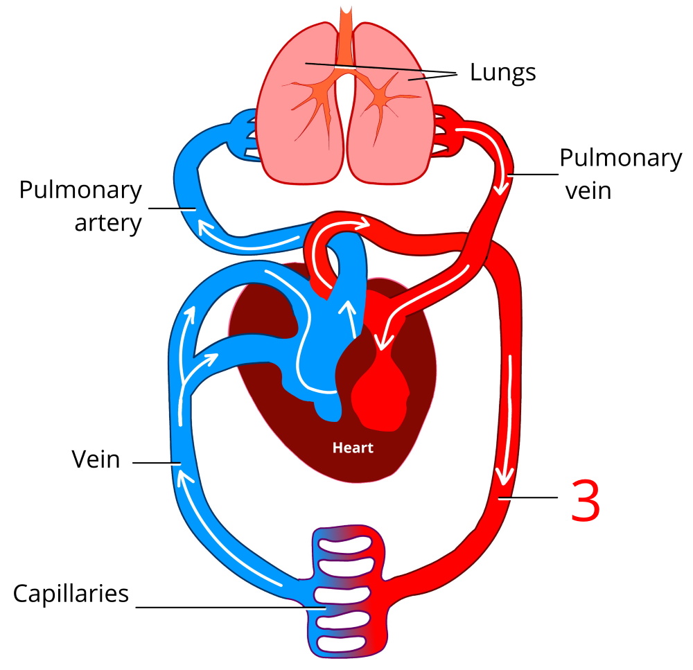 Circulation Of Blood In Humans Task Science CBSE Class 7 