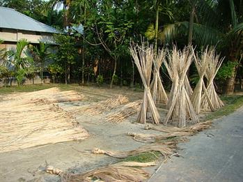 Jute_Cultivation_and_Processing_Bangladesh_(4).JPG