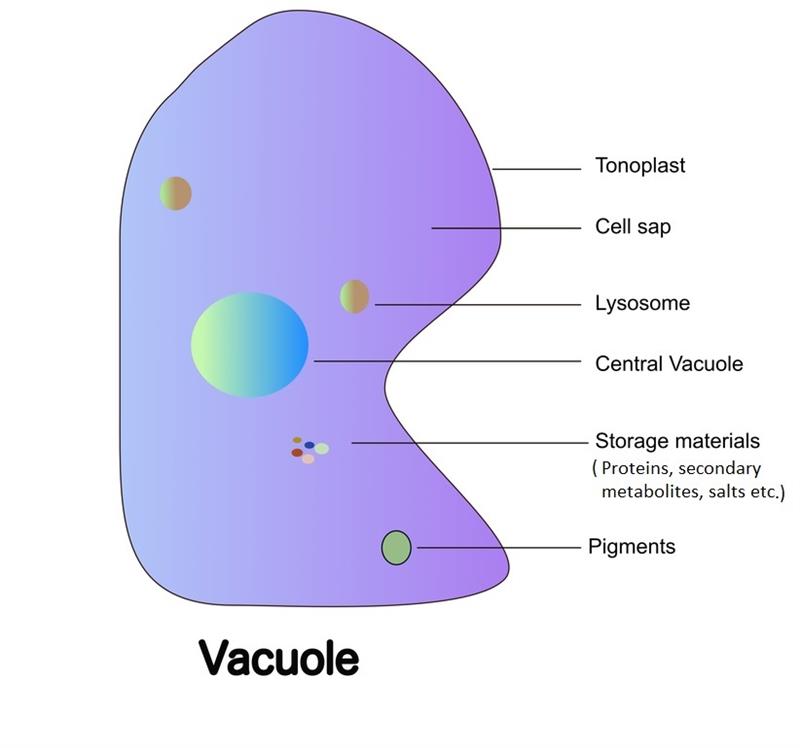 Images Of Plant Cell Diagram Beautiful Vacuole Structure My XXX Hot Girl