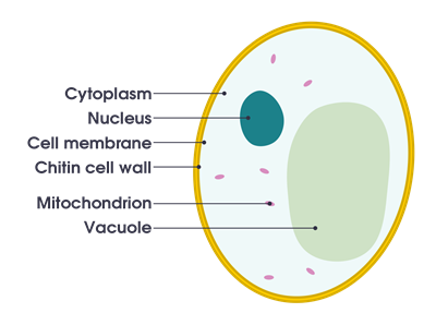 1280px-Simple_diagram_of_yeast_cell_(en).svg.png