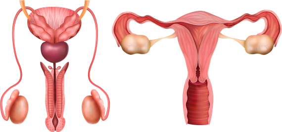 YCIND_221124_4752_female reproductive system.png